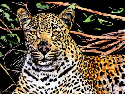 Zdrapywanka kopertowa Norimpex Gepard 40,5 x 28,5 cm